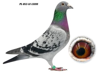 PL-053-12-13289 - 0-1, oryg. Z Oleksiak - linia Miss 459 - złoty medal olimpijski Brno 2014 w kat. C