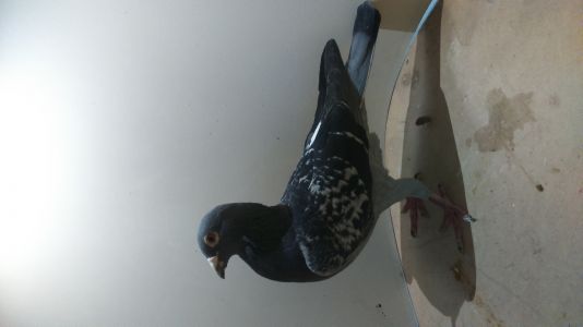 PL-053-14-5487 OLEKSIAK-LINIA KRÓLA