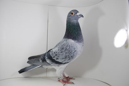 PL-053-15-2478 Oleksiak Zbigniew