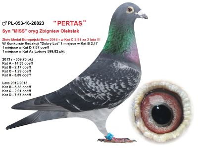 PL-053-16-20823 oryg Zbigniew Oleksiak mega samiec Syn najsłynniejszego gołebia Zbyszka - MISS 459