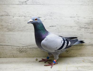 PL-053-16-21497 Z. Oleksiak samiec rozpłodowy