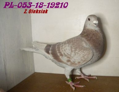 PL-053-18-19210 Zbigniew Oleksiak - Likwidacja rozpłodu