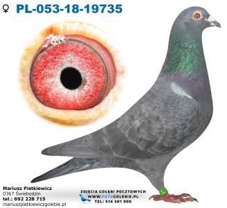 Pl-053-18-19735 Org. Z. Oleksiak-linia Champa X Jaworscy-Michalak