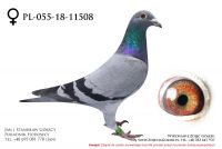 PL-055-18-11508 - samiczka