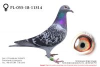 PL-055-18-11514 - samiczka