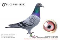 PL-055-18-11530 - samczyk