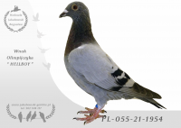 PL-055-21-1954