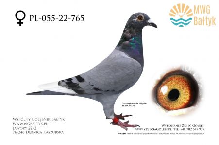 PL-055-22-765: Rys Kamil, m.in. 68m., 81m. z FINAŁU