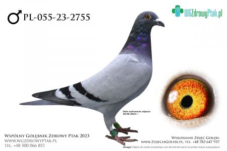 PL-055-23-2755: KRZYSZTOF KOWALSKI, 10. Lotnik, m in 17m, 31m, 13m, 36m, 24m  prawdopodobnie samiec