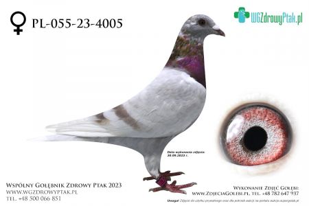 PL-055-23-4005: KUBA, 77. Lotnik, m in 39m  prawdopodobnie samica