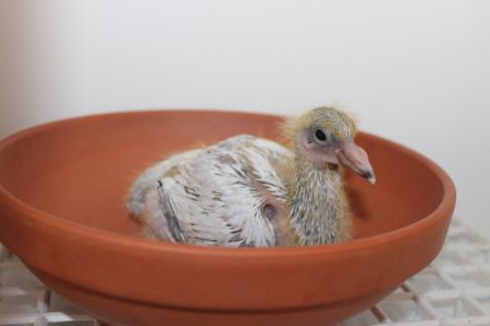 PL-057-20-6955 MŁODY GOŁĄB