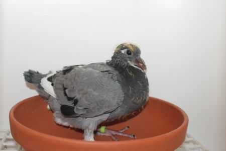 PL-058-20-2230 MŁODY  GOŁĄB