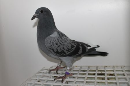 PL-058-20-2235  MŁODY  GOŁĄB