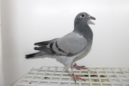 PL-058-20-2242  MŁODY  GOŁĄB