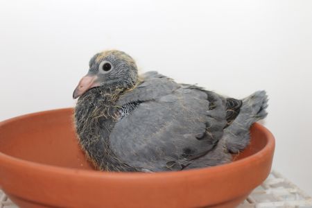 PL-058-20-2276 MŁODY GOŁĄB