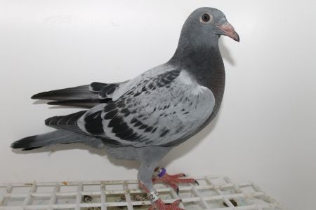 PL-058-20-2278  MŁODY  GOŁĄB