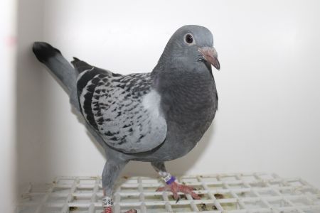 PL-058-20-2280  MŁODY  GOŁĄB