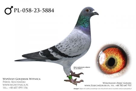 PL-058-23-5884: Centrum Hod Europa, m in 6m