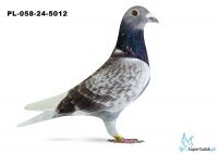 PL-058-24-5012 - Gdańsk TEAM