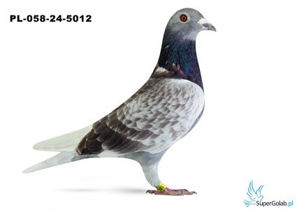 PL-058-24-5012 - Gdańsk TEAM