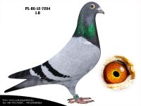 PL-06-12-7284
