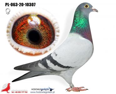 PL-063-20-10307 - 100% PIPA Elite Center, inbred Nestsister Boxter