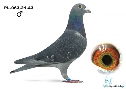 PL-063-21-43 