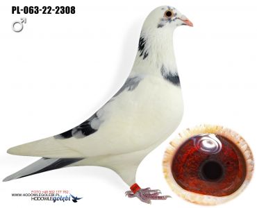 PL-063-22-2308