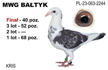 PL-063-23-2244: Kris., m in 68m, 52m, 40m z FINAŁU Gołąb z hodowli: Kris.