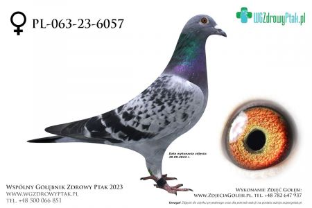 PL-063-23-6057: KASZUBY TEAM, 85. Lotnik, m in 37m  prawdopodobnie samica