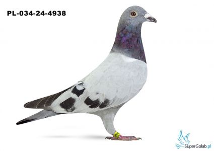 PL-063-24-4938 - inbred DAKARA