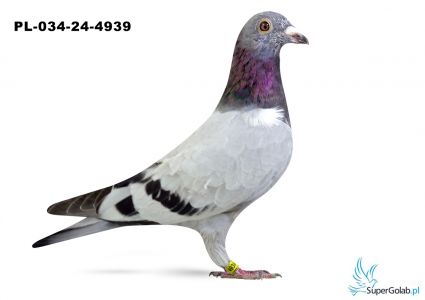 PL-063-24-4939 - inbred DAKARA