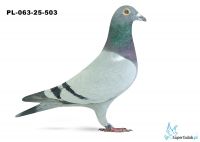 PL-063-25-503 7. LOT GDAŃSK 