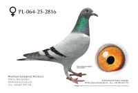 PL-064-25-2816: Dominik Jarek Angel, 95. Lotnik, m in 39m, 46m