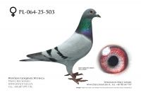 PL-064-25-503: Dominik Jarek Angel