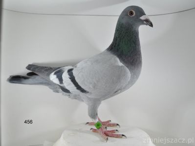 PL-065-18-456 100% Roland Denis Faber