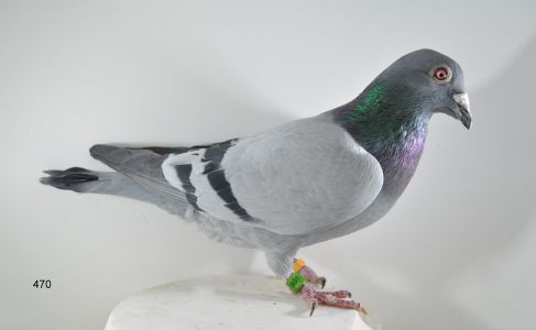 PL-065-18-470 100% Roland Denis Faber 