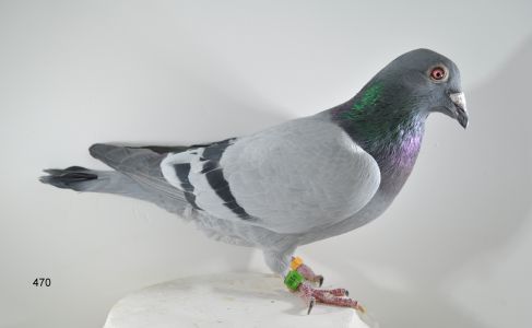 PL-065-18-470-100% Roland Denis Faber  ''557'