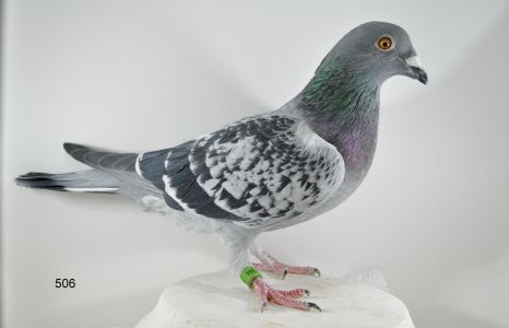 PL-065-18-506 Blu Diamond x Tayson    