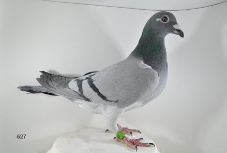 PL-065-18-527 M.TRZASKA LINIA BRZYDALA X SUPER 5067 Z.ŻAK