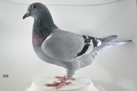 PL-065-18-529 -3810 NAJL.LOTNICZKA ODZIAŁU KAT.C 