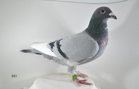 PL-065-18-531 M.Trzaska Olimpijczyk 9085x RiD Faber 557    