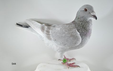 PL-065-18-544 VOS x PANTERA 7739       