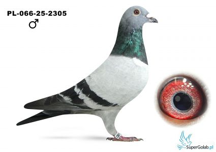 PL-066-25-2305  - 13 gołab z finału - Grdeń Dawid