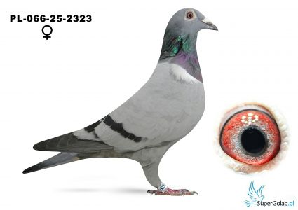 PL-066-25-2323-52 gołab z finału - Grdeń Dawid