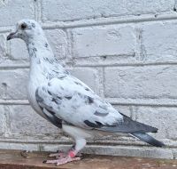 Pl-066-25-2681 PITBUL