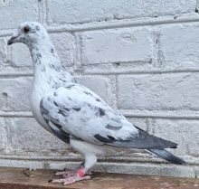 Pl-066-25-2681 PITBUL