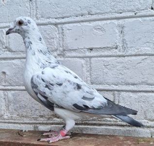 Pl-066-25-2681 PITBUL