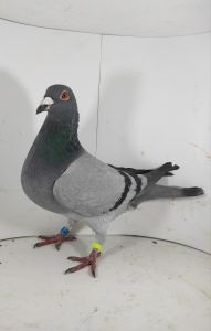 PL-076-21-5127 org. Zdzisław Lademan lotowana na PLGP 4/4 kon.