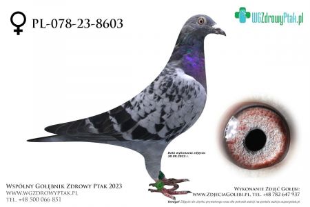 PL-078-23-8603: GRZEGORZ DLUGOSZ, m in 20m  prawdopodobnie samica